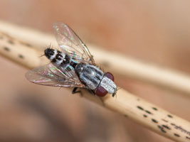 Taxigramma elegantula